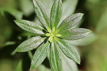 Waldmeister, zelená, bedstraw, maikraut, vonný, aromatické rostliny, lesní rostlina, list, kumarin, rostlina