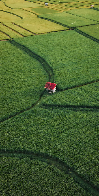 aerial view, green rice fields, Yogyakarta, rural landscape, agriculture, picturesque view, lush fields, aerial photography, rice paddies, countryside scenery, agricultural fields
