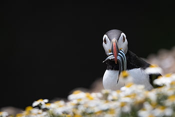puffins, pták, Příroda, volně žijících živočichů, mořský pták, úhoři, krmení, sedmikrásky, prostor pro text