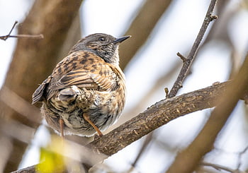 Dunnock, fugl, sangfugl, natur, dyr verden, nuttet, fouragering, have fugl, lille, lille fugl, afdeling
