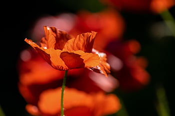 poppy, flower, red Poppy, red Flower, beautiful Flowers, petals, flower Wallpaper, red Petals, blossom, bloom, flower Background
