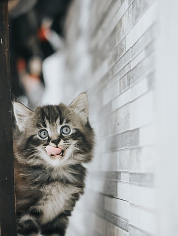 แมว, การแสดงออก, น่ารัก, สัตว์, ธรรมชาติ, สัตว์เลี้ยง, หัว, เสือดาว, ภาพเหมือน, Mieze, ใบหน้า