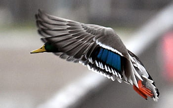 duck, mallard, bird, hunt, wildlife, drake, enterich, flight Duck, hunter, hunting, elegance