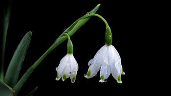 λευκόιο, φύση, galanthus, πρώιμο bloomer, προλήπτης της άνοιξης, γεμιστό χιόνι, χλωρίδα, βοτανική, άνοιξη