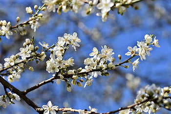 plum Blossom, blossom, bloom, plum Tree, nature, branches, plum, fruit Tree Blossom, bud, sunny, plum Buds