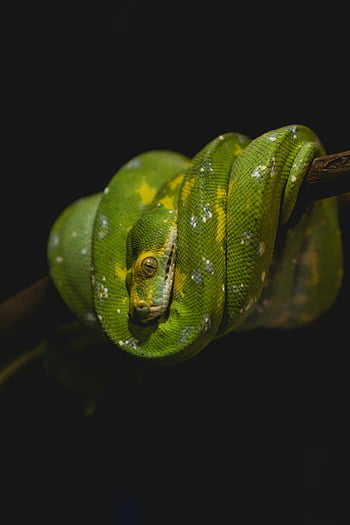 grøn slange, træ gren, morelia viridis, grøn træ python, levende skalaer, coiled slange, slående grøn, træ python, Slange på gren, Grønne skalaer, coiled python