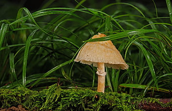 houba, agaric, věda o houbách, les, divoká houba, Příroda, mech, zblízka, lesní podlaha