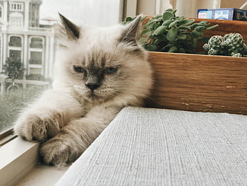 katt, treplanter gryte, fluffy katt, innendørs planter, Koselig scene, vindu, Lounging Cat, Seren katt, potteplante, pet fotografering, hjemmedekorasjon