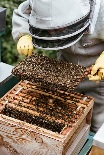 beekeeper, honeycomb, apiary, rural setting, examining bees, faceless beekeeper, beekeeping, beehive, bee suit, gloves, honey production