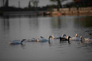 ducks, birds, waterfowls, water Birds, plumage, feathers, beaks, swim, water, animal World, lake