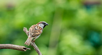 vrabec domácí, hnědý a černý pták, posazený pták, větev, rozmazané zelené pozadí, Podrobné zachycení, fotografování přírody, volně žijících živočichů, malý pták, venkovní scénu, přírodní prostředí