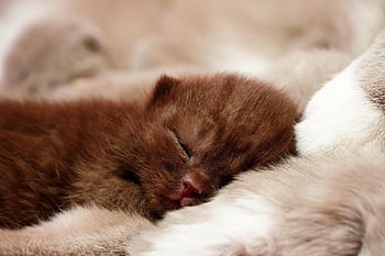 british Shorthair, kitten, nature, cat, domestic Animal, cute, pet, animal, feline, sleeping