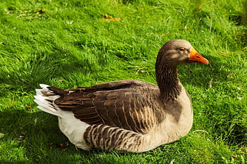 bird, goose, beak, water Bird, animal, wildlife, nature