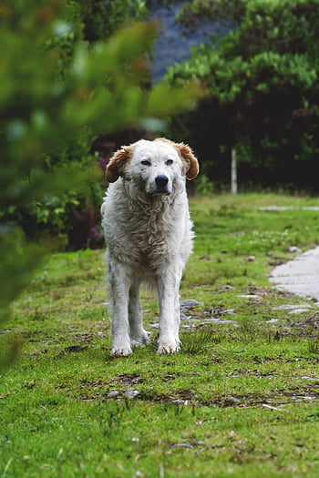 persisk vinthund, saluki, utomhus, sällskapsdjur, hund, djur-, natur, hund-, känsla, vänskap, vän