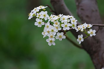 pear Flower, this Phone, tree, spring Flowers, fruit, times, nature, spring, sweet, beautiful, plant