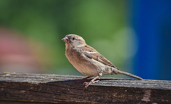 moineau, oiseau, animal, aviaire, ornithologie, faune, l'observation des oiseaux, la nature