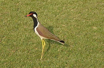 bird, red-wattled Lapwing, vanellus Indicus, lapwing, plover, avian, wildlife, ornithology, standing, fauna, nature