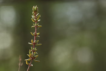 timian, natur, nærbilde, hage, aromatiske, urt, anlegg, naturlig