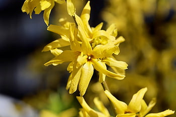 forsythia, Zlatý šeřík, zlatovlásky, okrasný keř, rostlina ukazatele, žluté květy, Příroda, kvetoucí větev, okvětní lístky, kvetoucí, moře květin