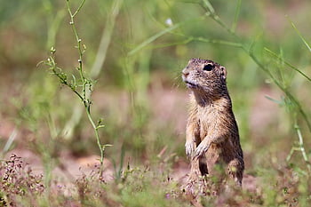 gopher, rodent, standing, grass, meadow, mammal, animal, wild, loudící, nature, summer