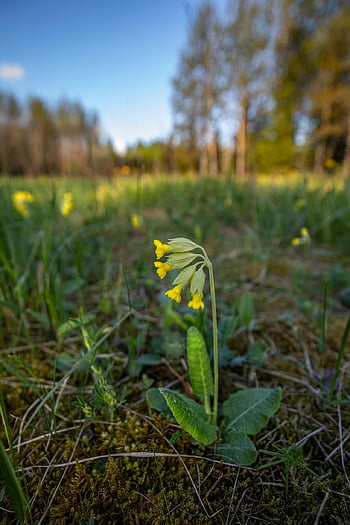 louka, žluté květy, kráva, Příroda, květy, Prvosenka prvosenka, primula veris, Prairie Sundrops, louka večer Primrose, žlutá, strom