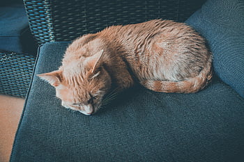 oranžová kočka, spící kočka, modrá pohovka, vnitřní kočka, milovníci domácích zvířat, mourovatá kočka, klidný spánek, Okouzlující obrázek, kočka na židli, Útulná kočka, Vnitřní mazlíčci