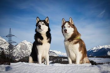 sibiřský husky, chraplavý, psů, zvířat, domácí zvíře, Domácí psi, psí, savec, zimní, sníh, Příroda
