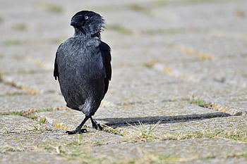 taccola, uccello danzante, Taccola occidentale, uccello, Taccola eurasiatica, Taccola europea, natura