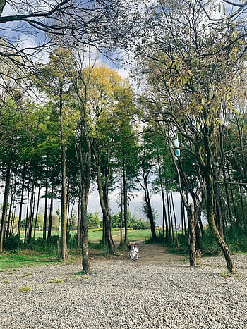 tree, nature, forest, landscape, bicycle, travel