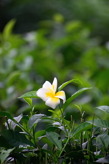 プルメリア、 花、 美しい花、 花の壁紙、 花の背景、 工場、 花びら、 咲く、 葉、 自然、 閉じる