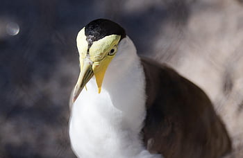 masked Lapwing, bird, zoo, spur-winged Plover, animal, beak, wildlife, fauna, nature, portrait, animal World
