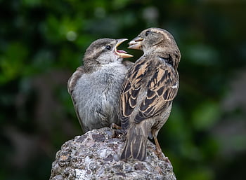 true Sparrows, fledgling, birds, animals, wildlife, small Birds, songbirds, nature, close Up, small Bird, feathers