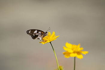 バタフライ、 翼、 花、 蝶の羽、 翼のある昆虫、 昆虫、 鱗翅目、 昆虫学、 花の壁紙、 受粉する、 花の背景