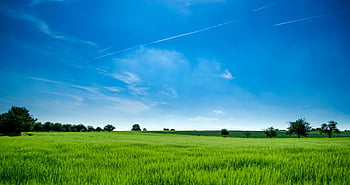 panoramatické fotografie, zelené pole, venkovské krajiny, svěží zelená, jasně modrá obloha, klidné scény, výhled na krajinu, otevřené pole, přírodní scenérie, letní den, prostředí