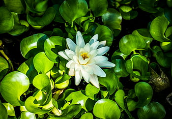 hvidt vandlilje, nærbillede foto, Levende grønt løv, Fantastisk blomst, Vandlilje blomstrer, grønne blade, vandplante, naturlige skønhed, blomsterfotografi, damplantage, hvide kronblade