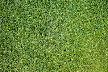 grass texture, top view grass, vibrant grass, green grass, close-up grass, natural background, grass background, grass texture photo, grass photo, natural theme, grass pattern