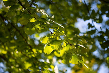 odchodzi, listowie, drzewa, gałęzie, ginkgo, Park Wanxiang, Natura, zhejiang, Hangzhou, jesień