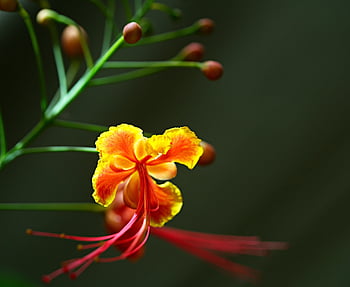 peacock Flower, flower, beautiful Flowers, pistil, flower Background, petals, bloom, blossom, plant, flower Wallpaper, flora