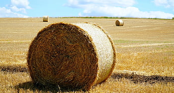 빨대, 건초, 수확, 농업, 들, 건초 bales, 짚 bales, 전지, 경치