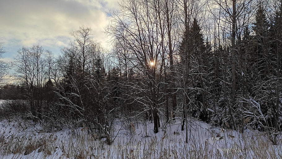 winter, forest, nature, snow, trees, outdoors, rural, woods, wilderness