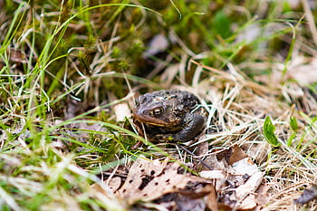 býčí forg, Příroda, žába, venku, skokan volský, volně žijících živočichů, zelená, zvíře, venkovní, ekologie, ropucha