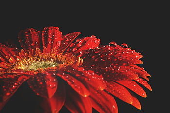 fiore rosso, gocce d'acqua, Gerbera rossa vibrante, Fiore coperto di rugiada, bellezza naturale, dettagli intricati, gerbera rossa, fiore di primo piano, fotografia floreale, Guazza, macro fiore