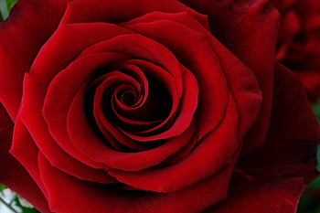 rosa, fiore, carta da parati floreale, sfondo di fiori, rosso, pianta, petali, fiorire, fioritura, natura, amore
