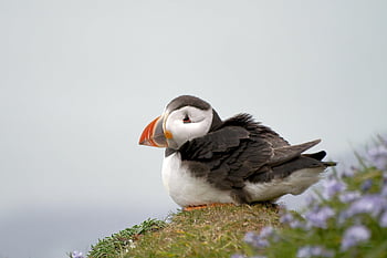 kuş, martı, Seabird, ornitoloji, sahil, yaban hayatı, doğa, gaga, tüyler