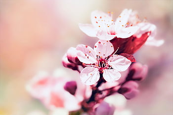 cherry Blossoms, petals, nature, tree, spring, sakura, bloom, blossom, close Up, pastel, romantic