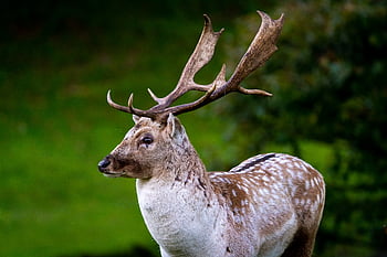 ciervo, naturaleza, animal, fauna silvestre, mamífero, verde, piel, hierba, prado, rural, dólar
