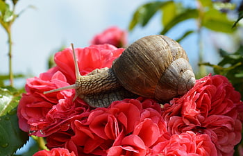 hlemýžď, růže, hd tapetu, květy, zahrada, shell, spirála, plži, měkkýš, zvíře, přírody