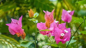 nature, flowers, bougainvillea, pink