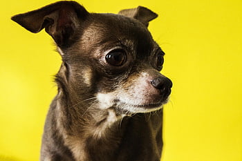 Black Chihuahua, adorable chihuahua puppy, expressive eyes, vibrant yellow background, lively moment, playful moment, small dog, cute pet, dog photography, pet photography, chihuahua breed