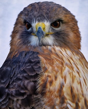 bird, red-tailed Hawk, hawk, raptor, bird Of Prey, hunter, predator, avian, feathers, beak, plumage